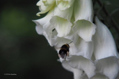 hommel#(20190617) insecten