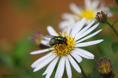 vlieg#(20180829) insecten