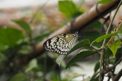 vlinder#(20170524)aa  insecten