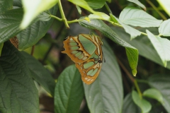 vlinder#(20170524)d  insecten