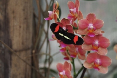 vlinder#(20170524)e  insecten