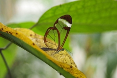 vlinder#(20170524)f  insecten