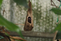 vlinder#(20170524)l insecten