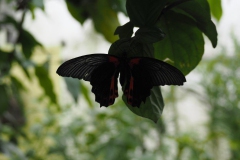 vlinder#(20170524)c  insecten