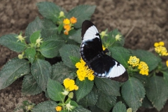 vlinder#(20170524)b  insecten