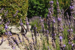 vlinder#(20180712) insecten