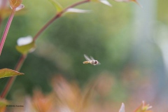 zweefvlieg#(20180706)a insecten