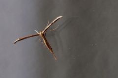 nachtvlinder#(20180720) insecten