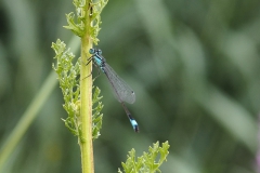 libelle#(20230719)a insecten