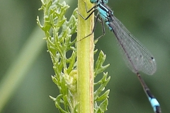 libelle#(20230719)b insecten