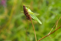 sprinkhaan#(20230719)a insecten