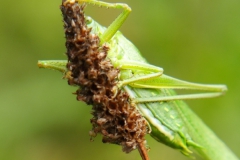 sprinkhaan#(20230719)aa insecten