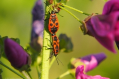 wants#(20230724) insecten