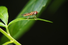 zweefvlieg#(20230808) insecten