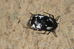 kever#(20121127) insecten