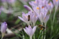 bij#(20240215) insecten