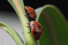 lieveheersbeestje#(20210219) insecten
