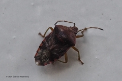 wants#(20240306) insecten