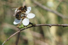 bij#(20250317) insecten