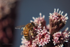 bij#(20210319) insecten
