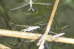 schaatsenrijder#(20240413) insecten