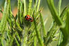 lieveheersbeestje#(20240429) insecten