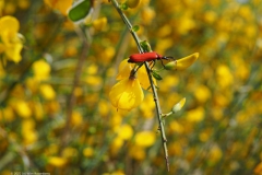 kever#(20220513) insecten