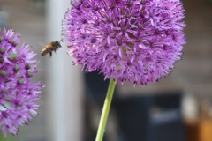 bij#(20220515) insecten