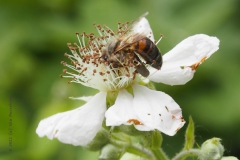 bij#(20220518) insecten