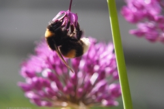 hommel#(20230519) insecten