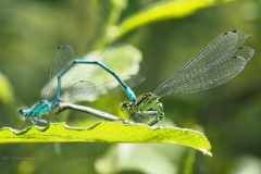 libelle#(20240520) insecten