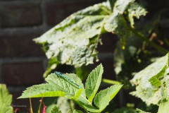 libelle#(20200527)b insecten