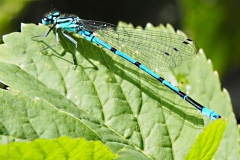 libelle#(20200527)a insecten