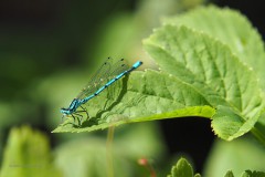 libelle#(20200527)c insecten