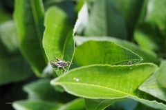 sprinkhaan#(20200527) insecten