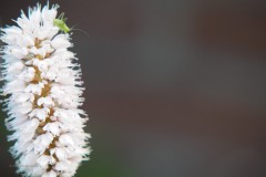 sprinkhaan#(20200527) insecten