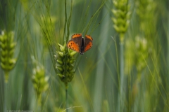 vlinder#(20230528)a insecten