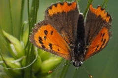 vlinder#(20230528)aa insecten