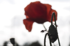 mug#(20240529) insecten
