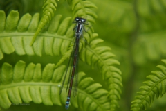 libelle#(20210529) insecten