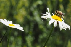 bij#(20200601) insecten