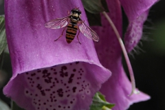 zweefvlieg#(20220603)c insecten