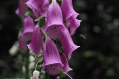 zweefvlieg#(20220603)a insecten