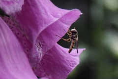 zweefvlieg#(20220603)b insecten