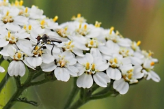 dansvlieg#(20220611) insecten