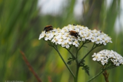 tor#(20220611) insecten