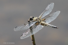 libelle#(20230621) insecten