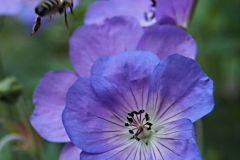 bij#(20200622) insecten