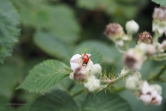 lieveheersbeestje#(20200627) insecten