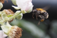 hommel#(20200627)  insecten